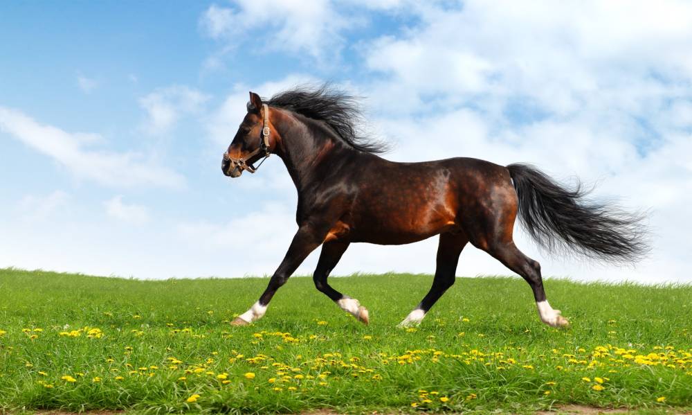 Pur-Sang Arabes près de Paris