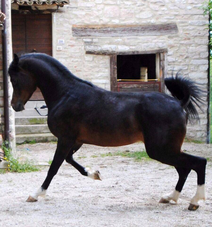 Malaki